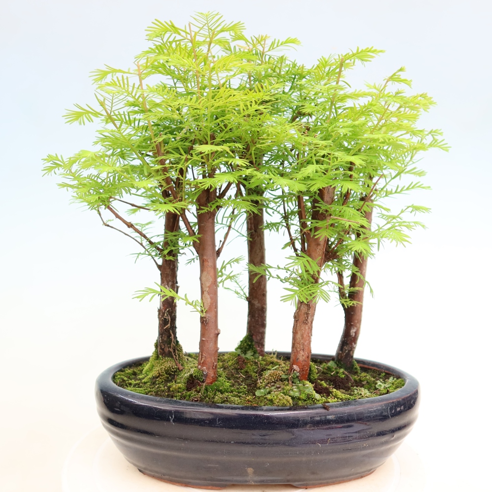 Outdoor Bonsai - Metasequoia glyptostroboides - Chinese Metasequoia - Grove