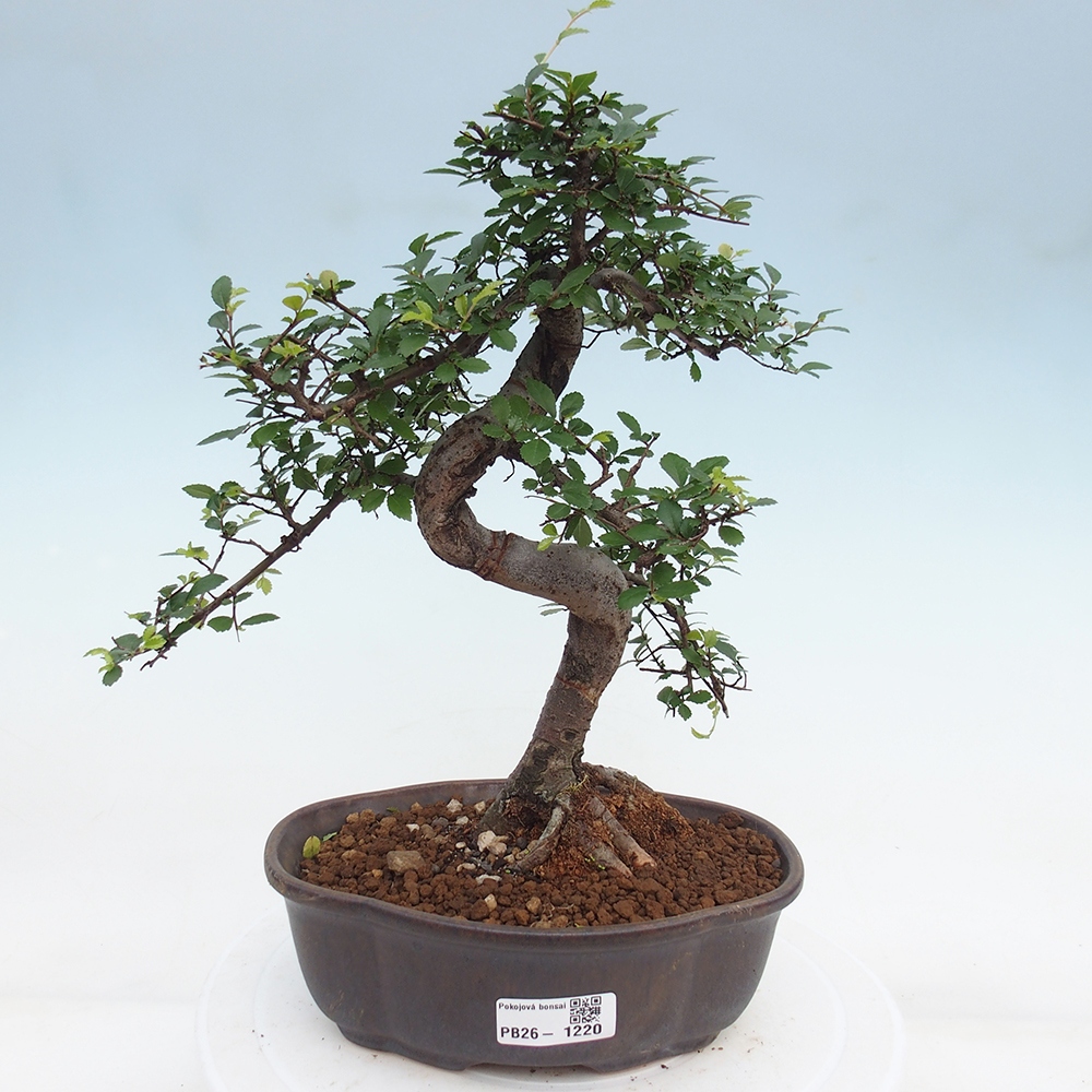 Room bonsai - Ulmus parvifolia - Small-leaved elm