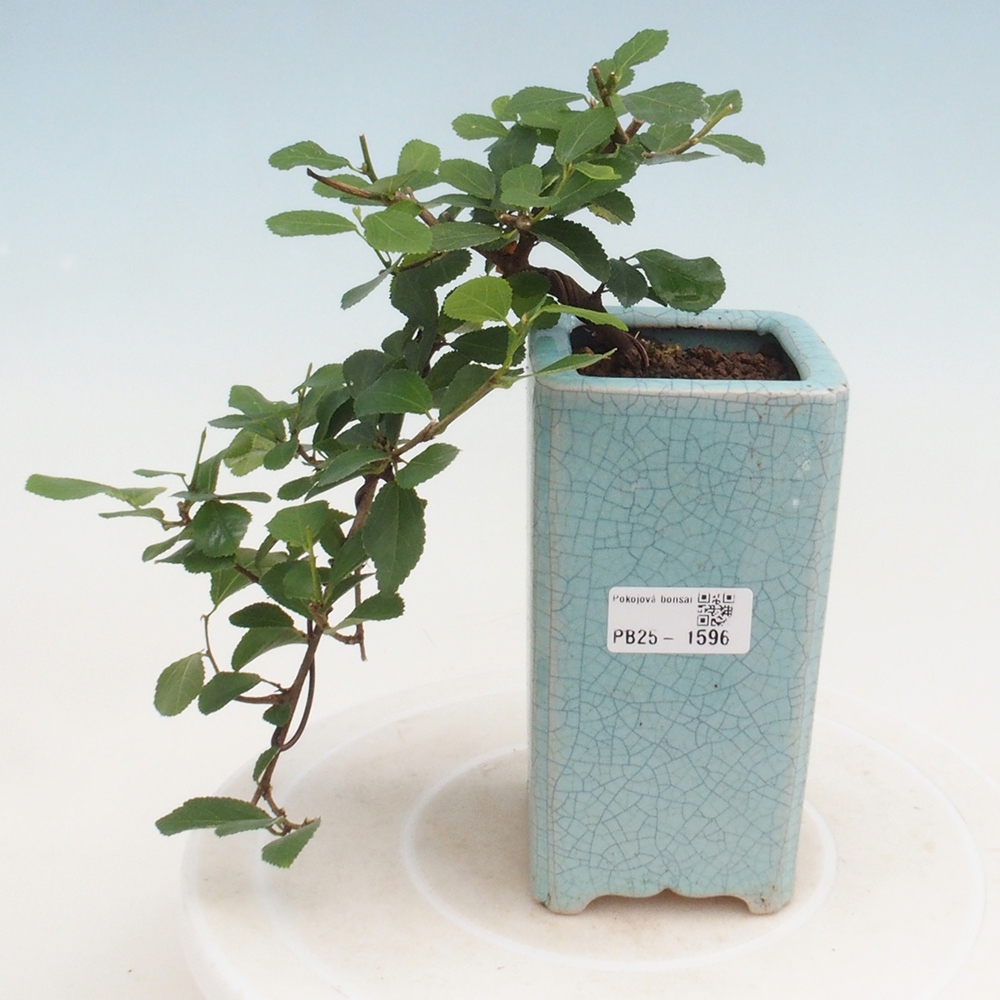 Indoor bonsai - Grewia occidentalis - Lavender star