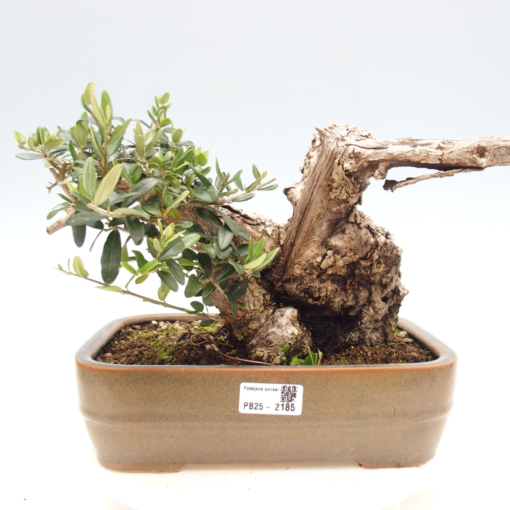 Indoor bonsai - Olea europaea sylvestris - European small-leaved olive oil