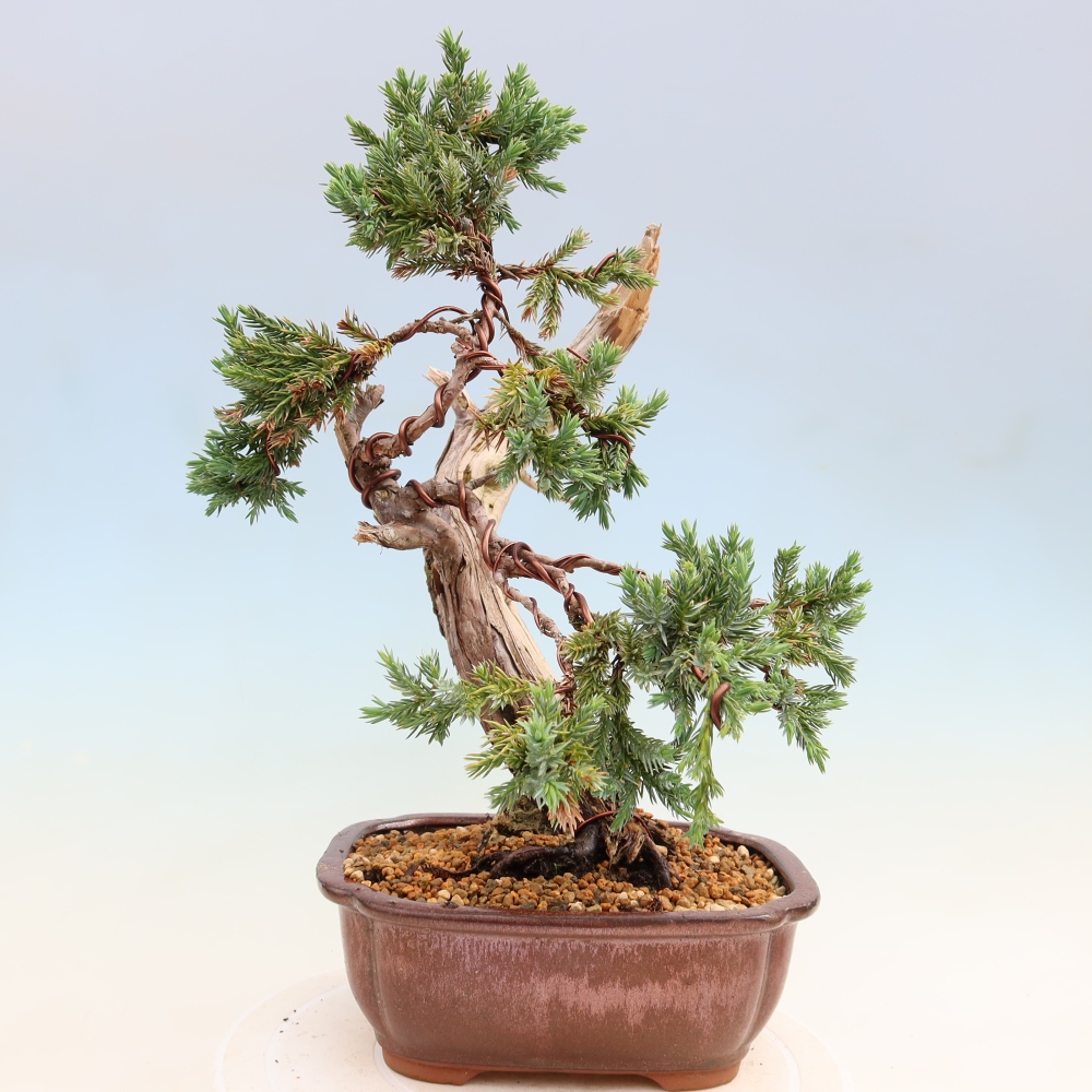 Outdoor Bonsai - Juniperus squamata – Scaly Juniper