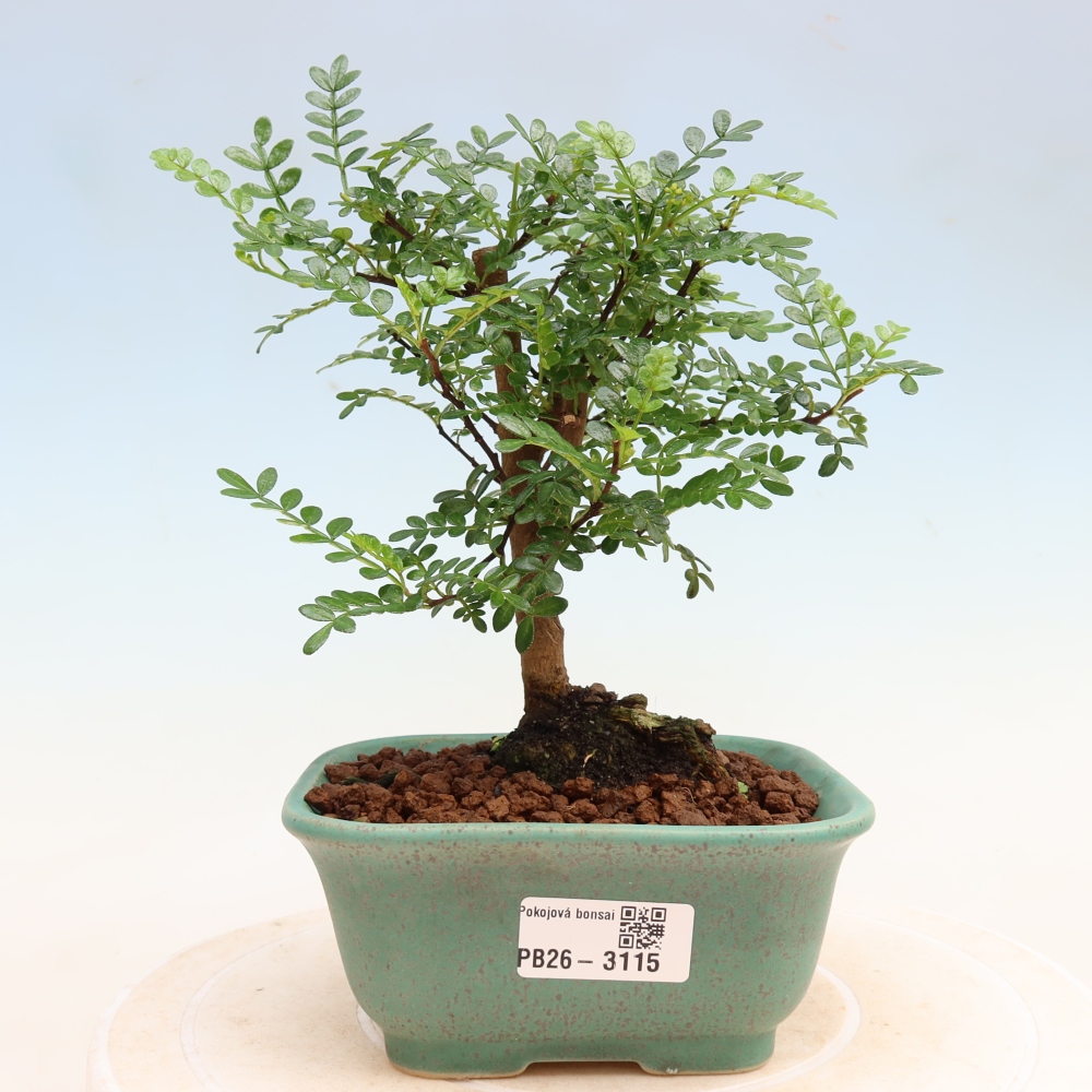 Room bonsai - Zantoxylum piperitum - pepper tree