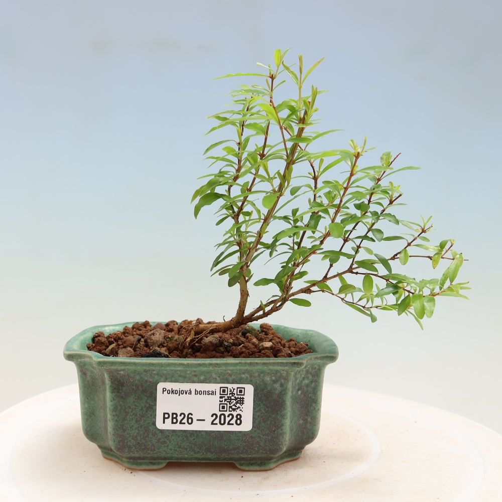 Room bonsai-PUNICA granatum nana-Granate apple