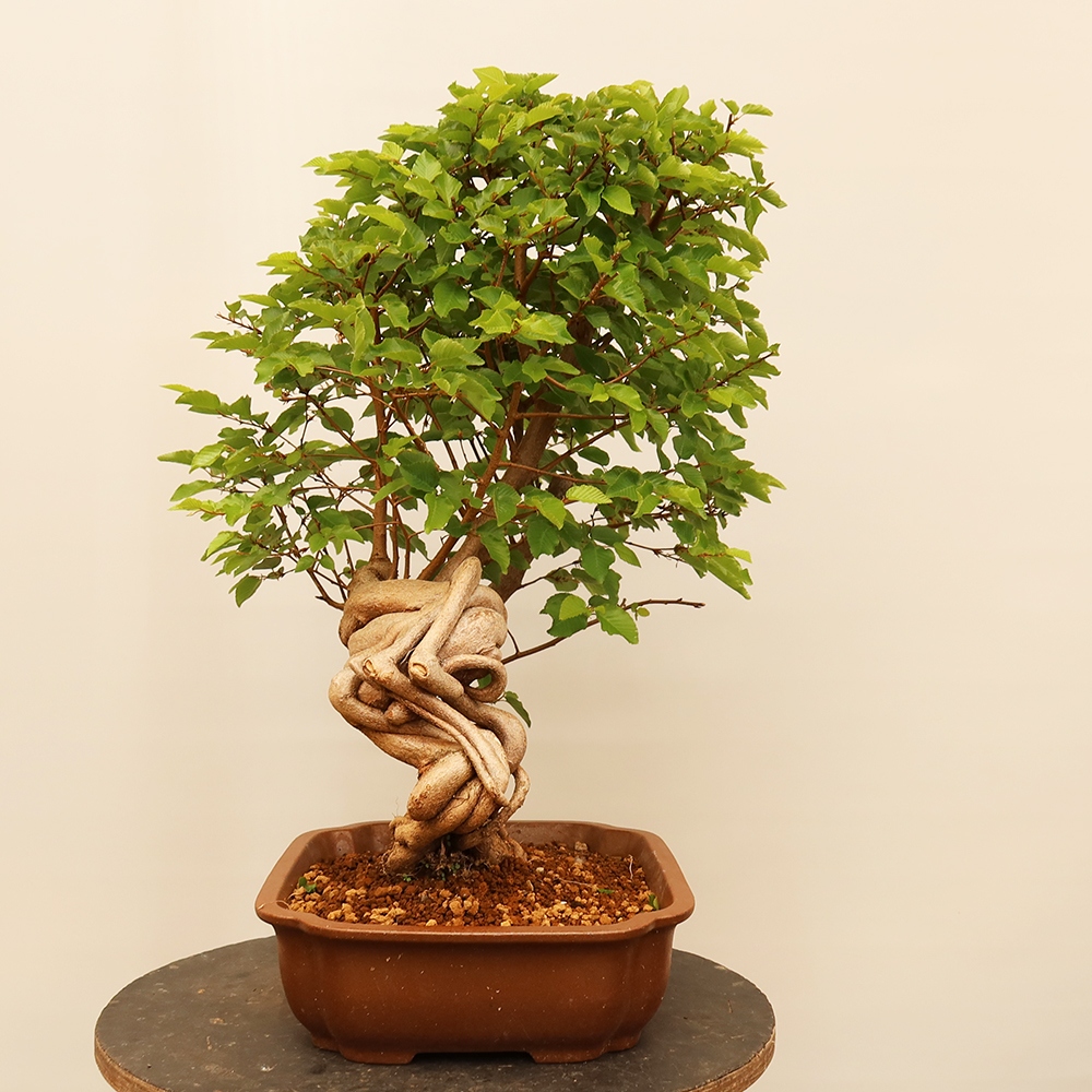 Outdoor bonsai - Carpinus Coreana - Korean hornbeam