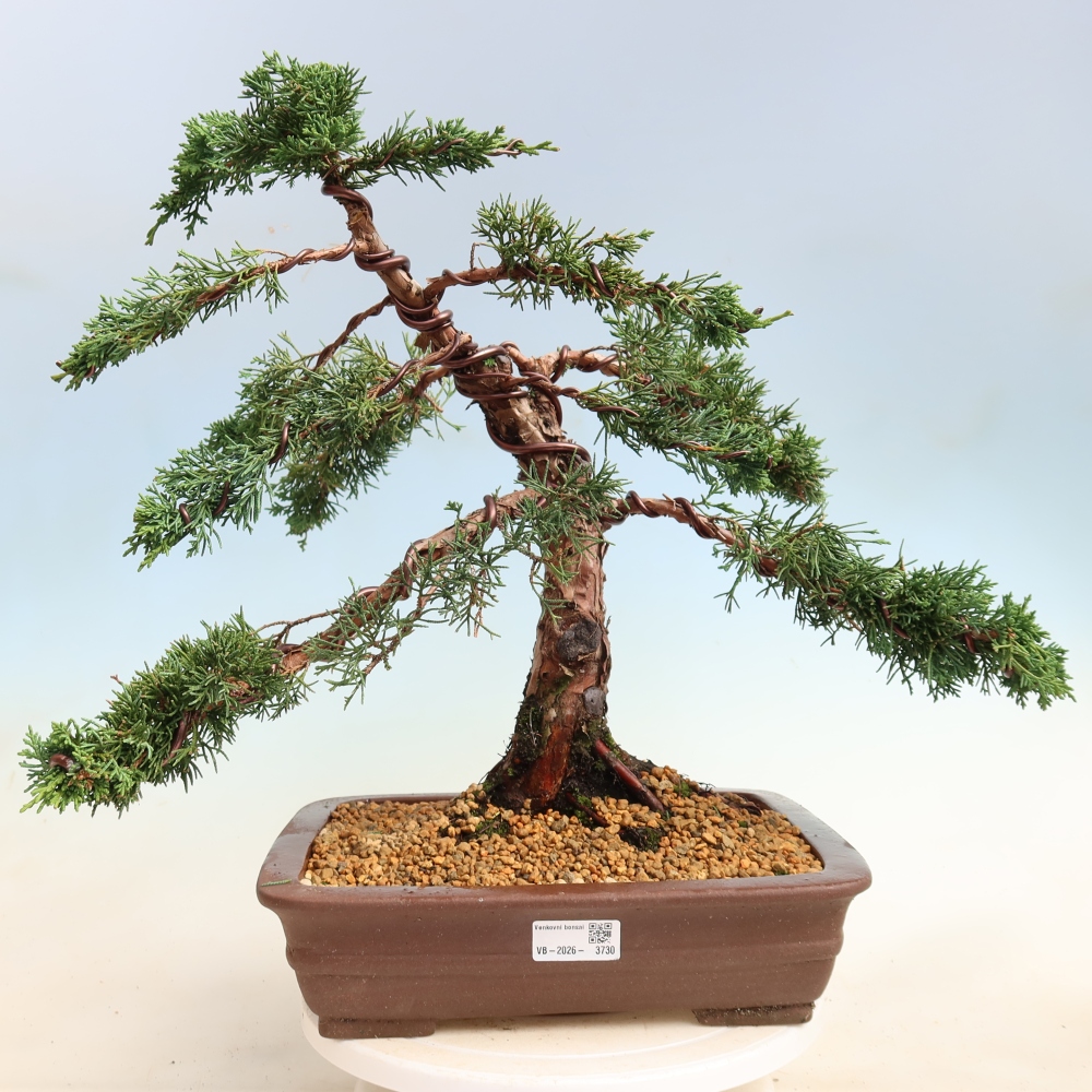 Outdoor bonsai - Juniperus chinensis Kishu