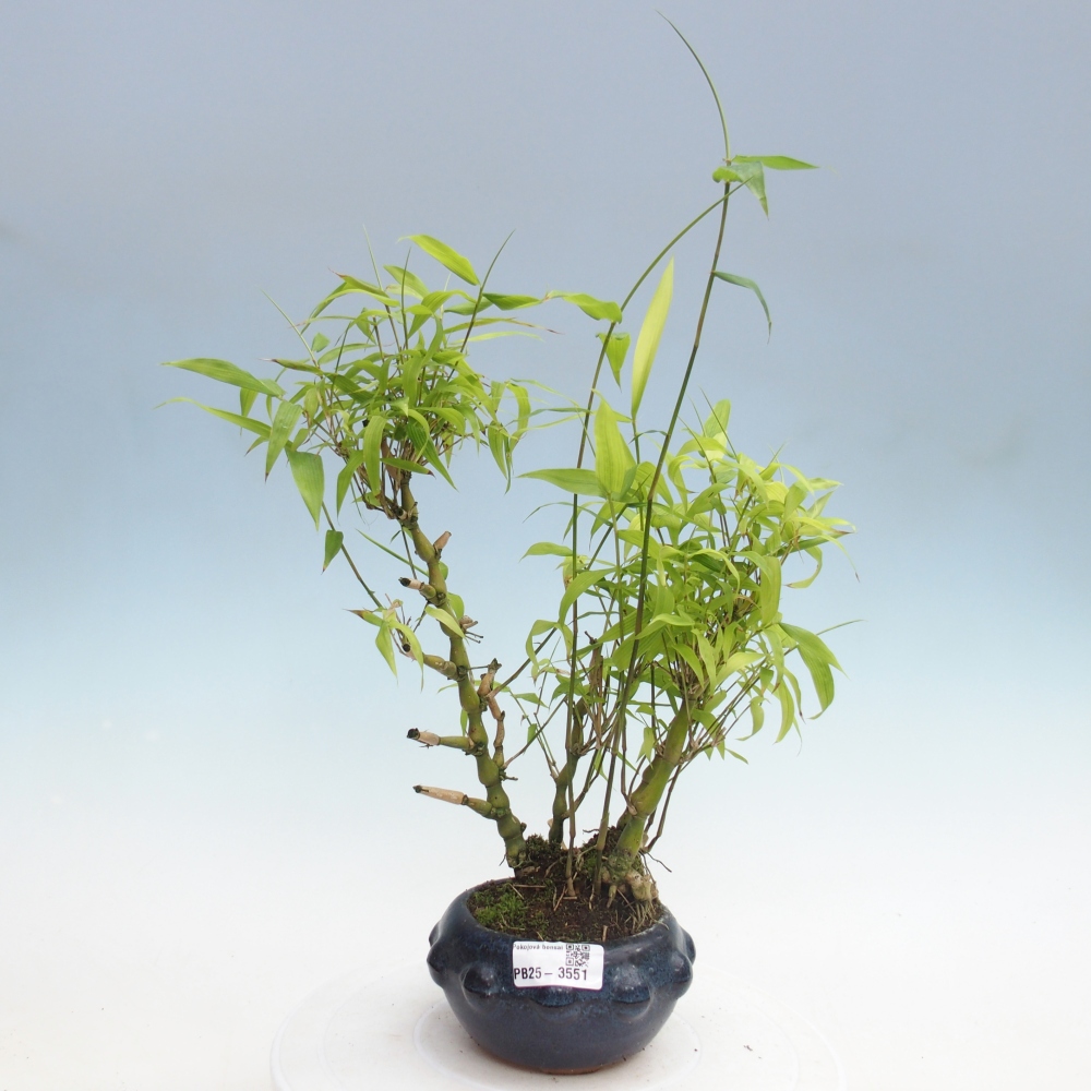 Room bonsai - Bamboo budha-Bamboo budha belly