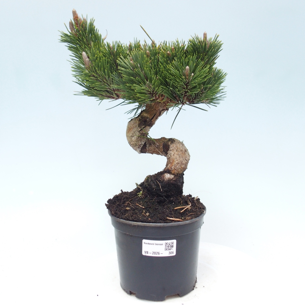 Outdoor bonsai - Pinus thunbergii senjyumaru - Thunberg pine