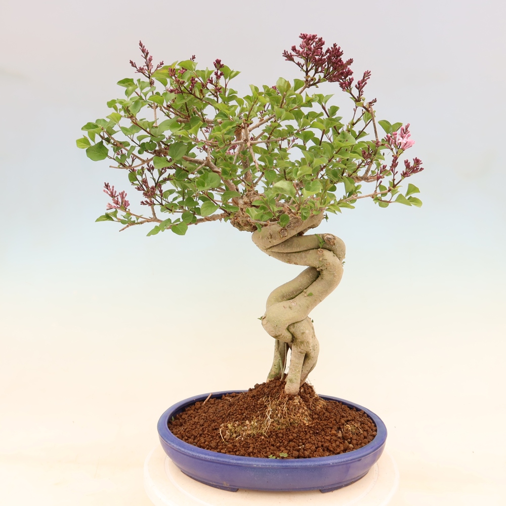Outdoor bonsai - Syringa microphylla - small-flowered lilac