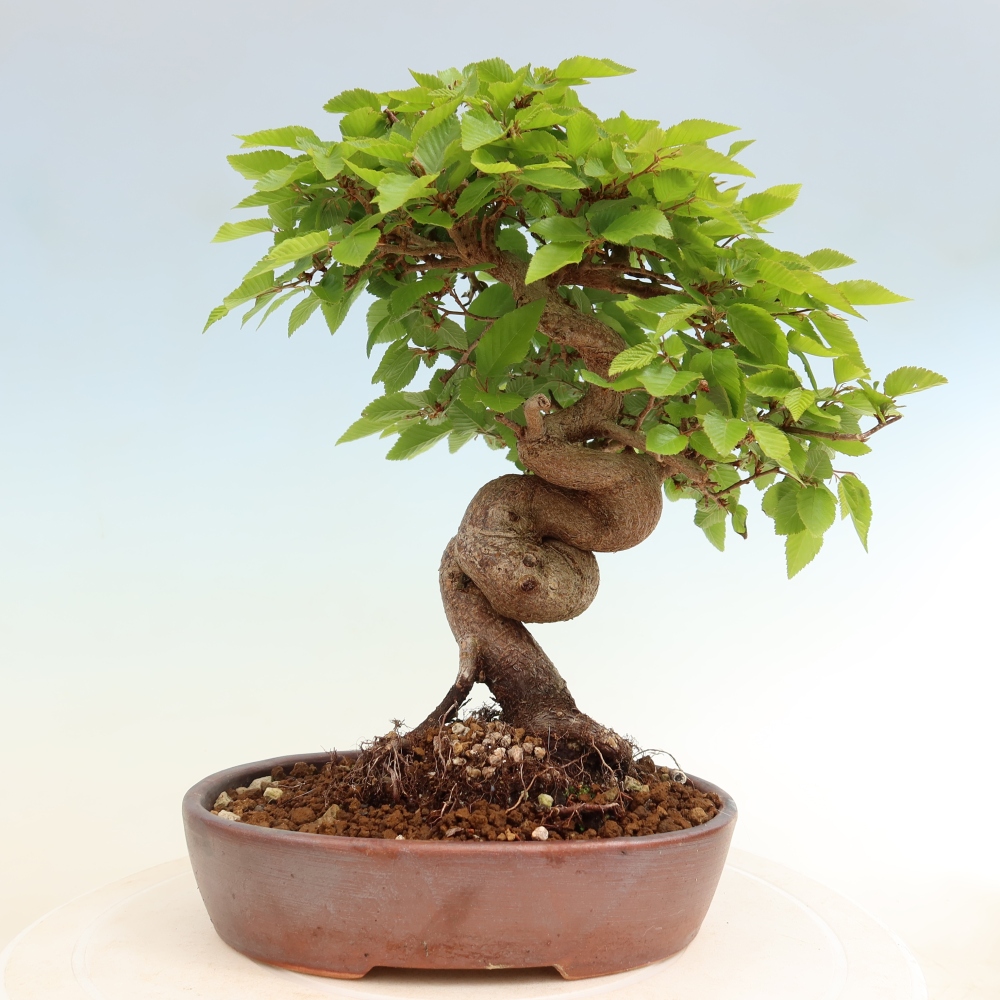 Outdoor bonsai -Carpinus coreana - Korean Hornbeam