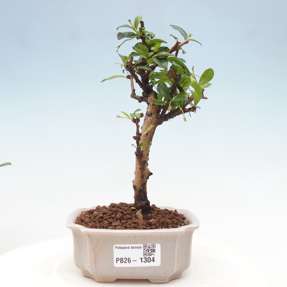 Room bonsai - Carmona macrophylla - Tea fuki