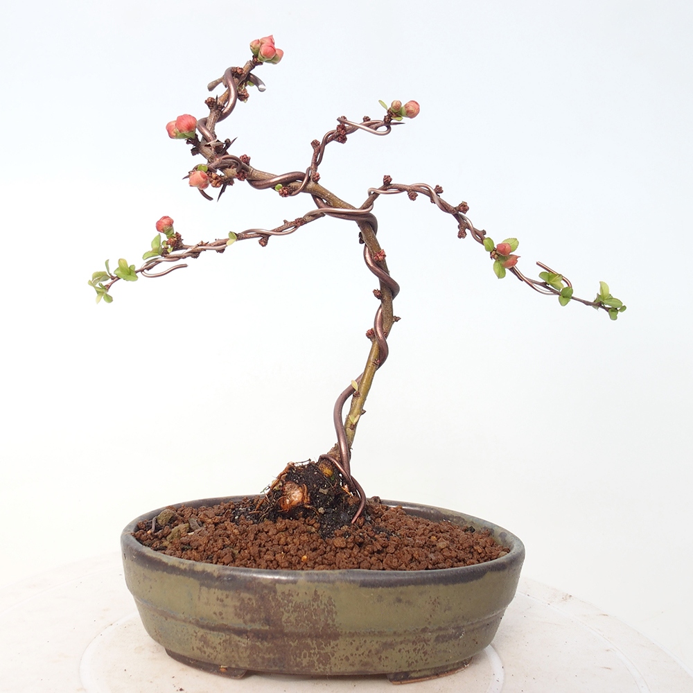 Outdoor bonsai - Chaneomeles s. Red Joy - Quince