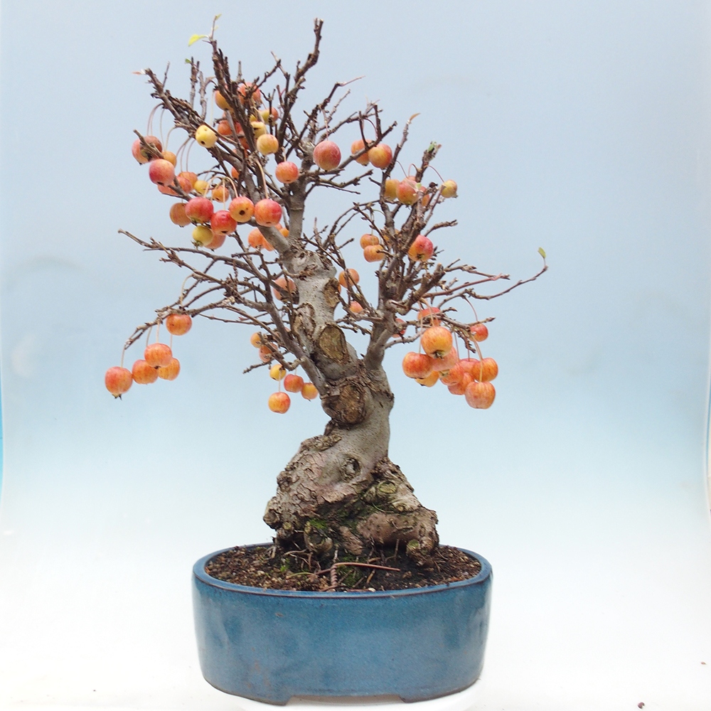 Outdoor bonsai - Malus halliana - Small-fruited apple tree