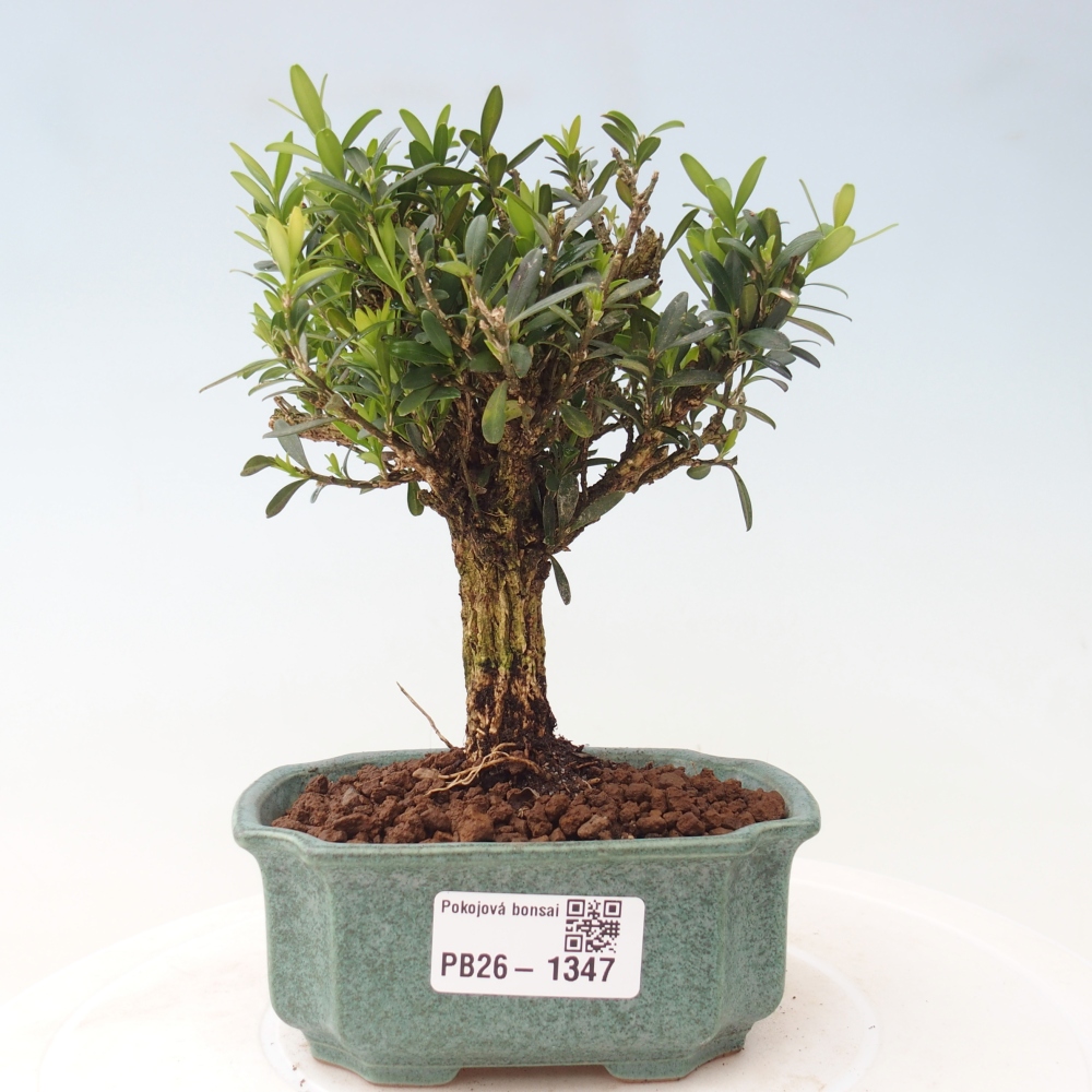 Room bonsai - Buxus harlandii - cork buxus