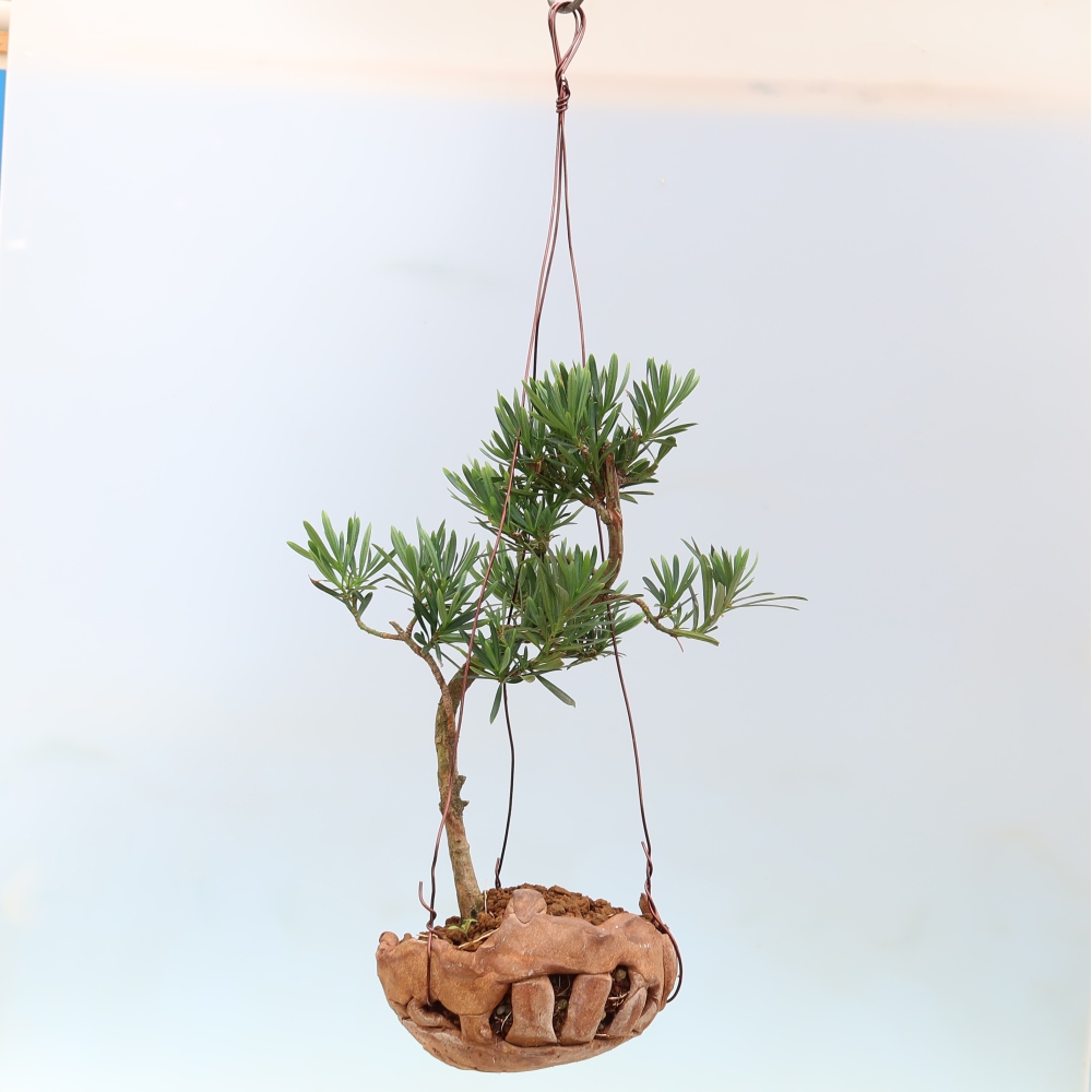 Kokedama in a Ceramic Pot - Podocarpus - Stone Yew