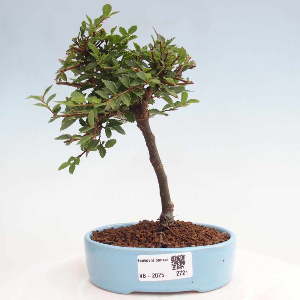 Outdoor bonsai - Ulmus parvifolia Sagei - Small-leaved elm
