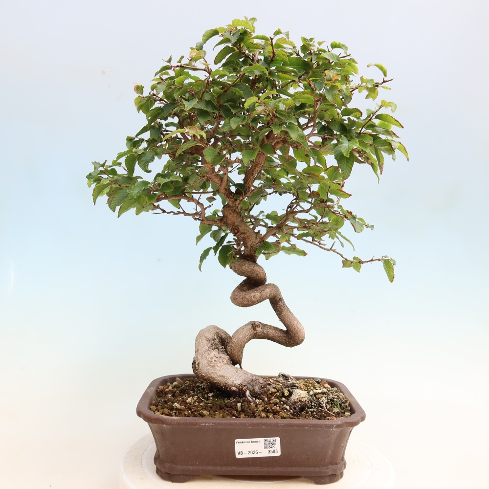 Outdoor bonsai -Carpinus CARPINOIDES - Korean Hornbeam