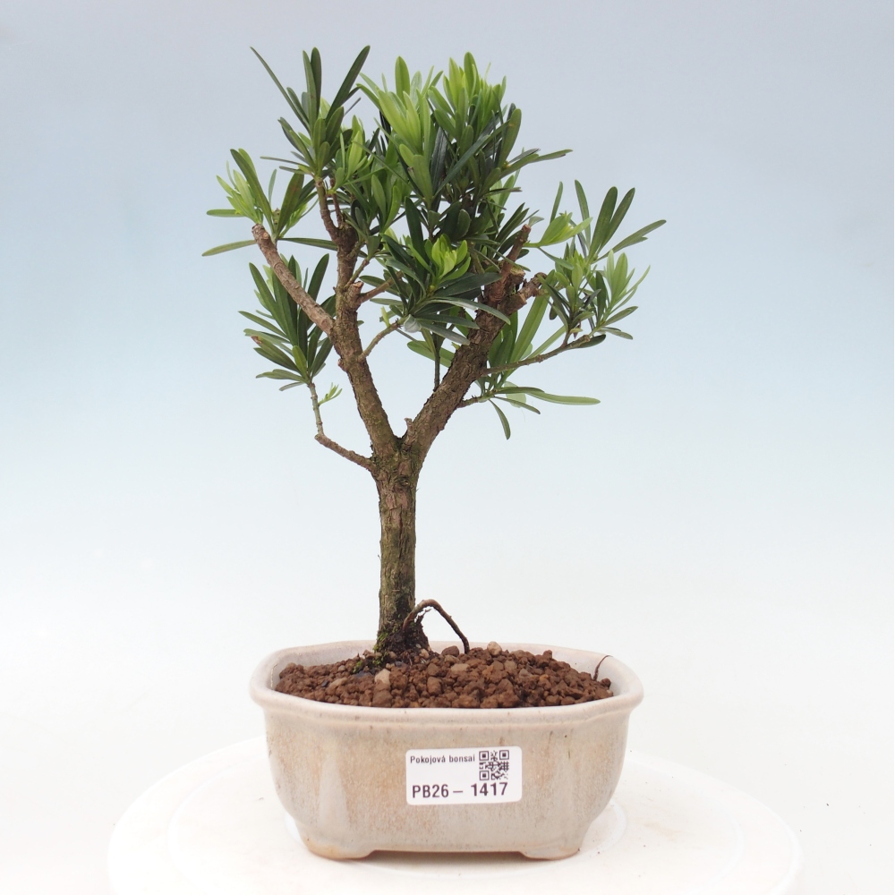 Room bonsai - Podocarpus - Stone Yew