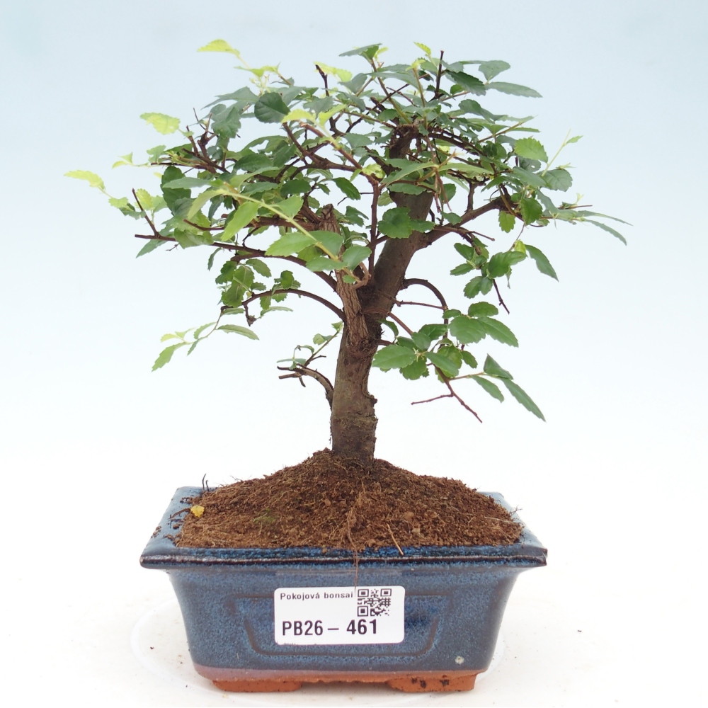 Room bonsai - Ulmus parvifolia - Small-leaved elm