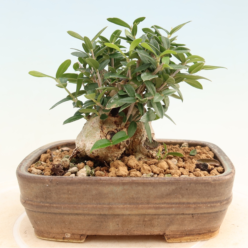 Indoor bonsai - Olea europaea sylvestris