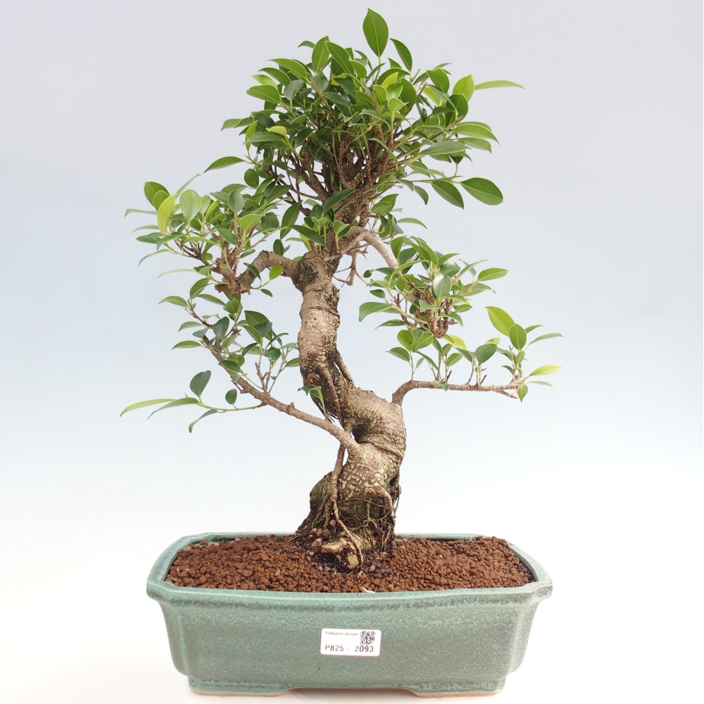 Indoor bonsai - Ficus kimmen - small-leaved ficus
