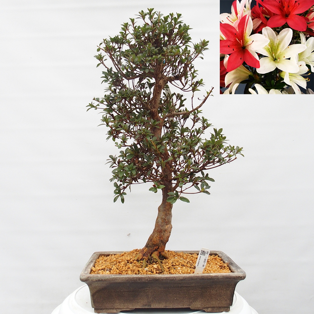 Outdoor bonsai - Japanese Azalea - Azalea Hanatsuzuri
