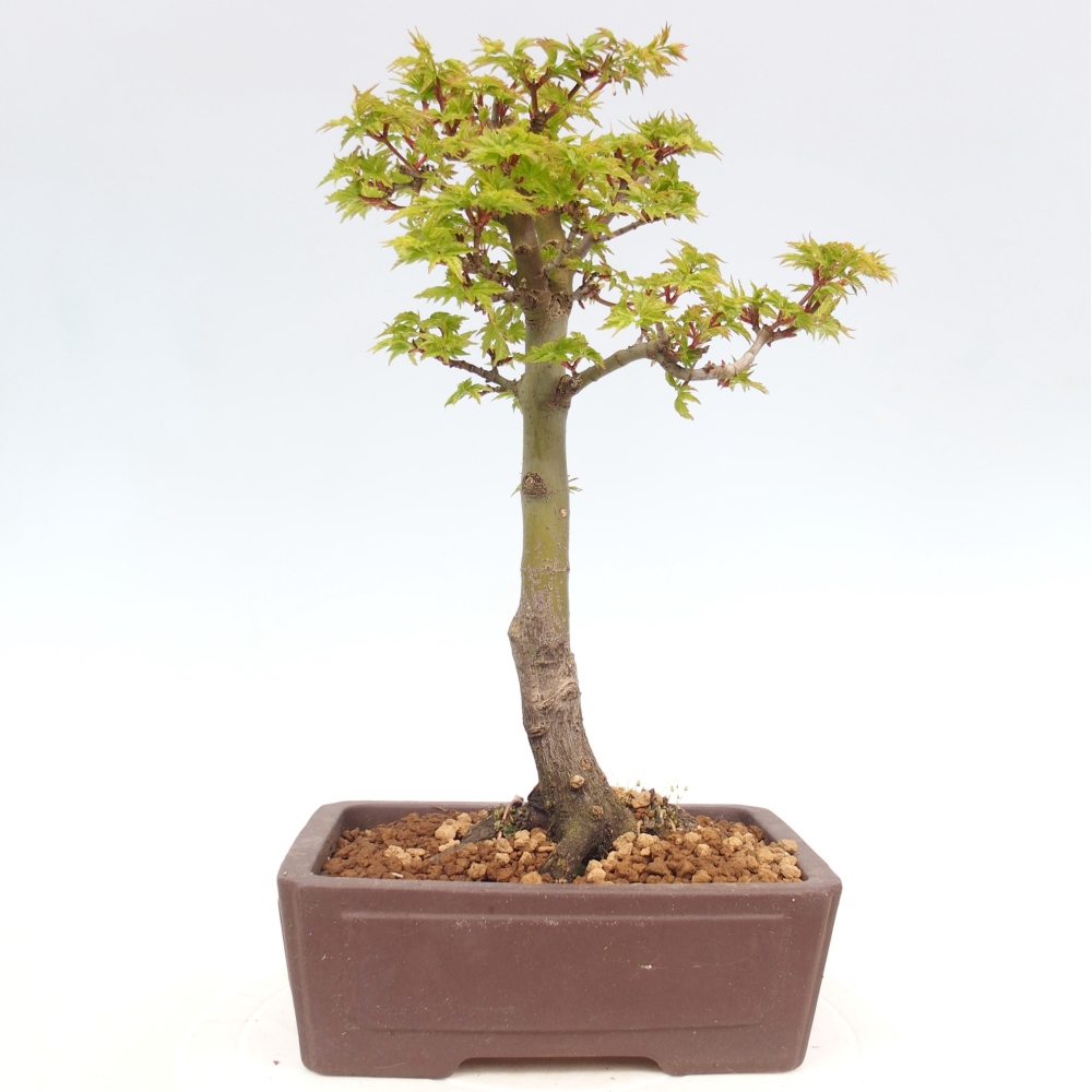 Outdoor bonsai -Javor palm Acer palmatum Shishigashira