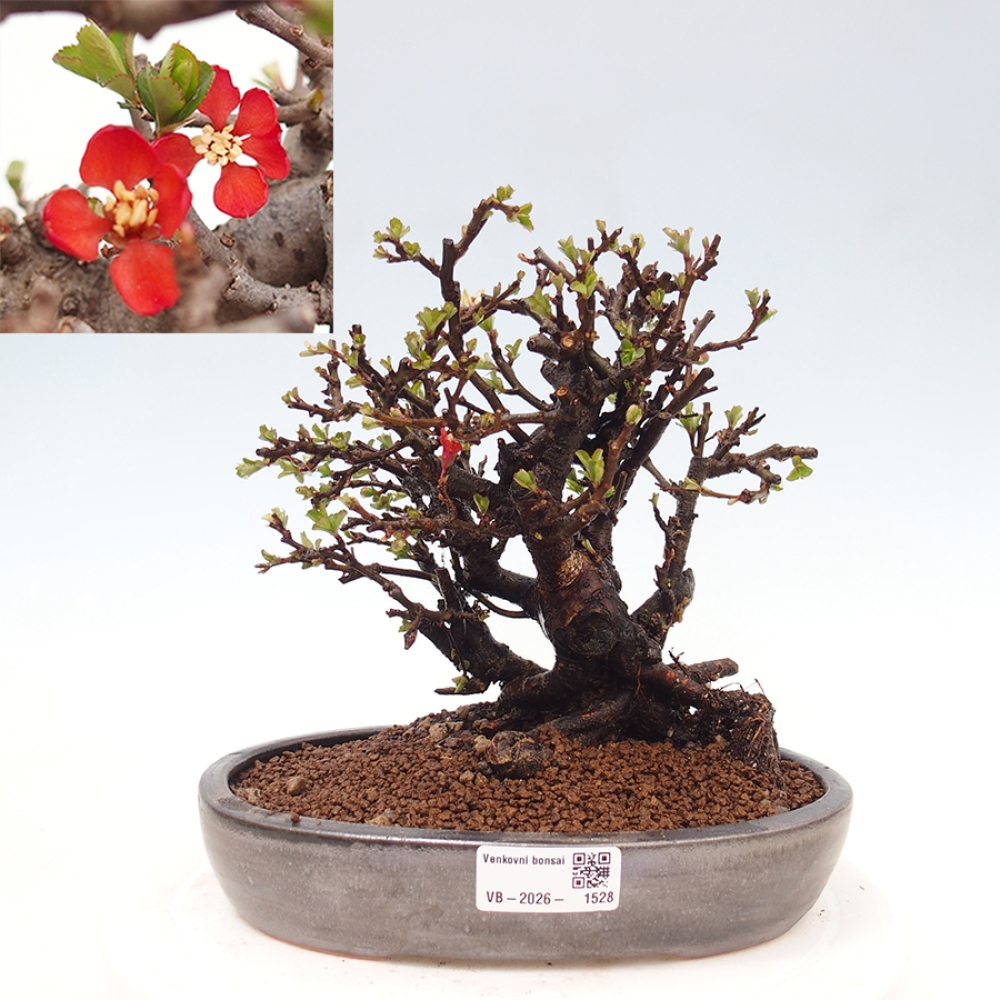 Outdoor bonsai - Chaneomeles speciosa - Quince