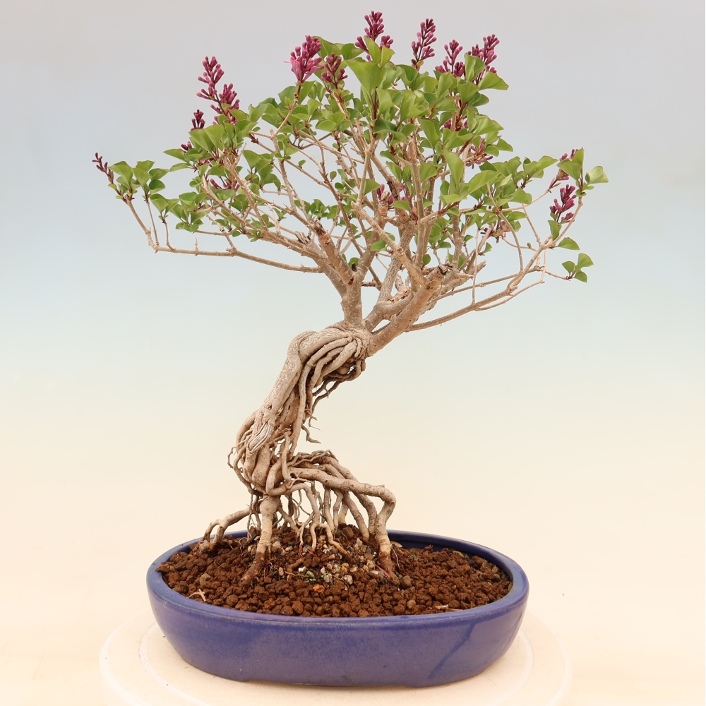 Outdoor bonsai - Syringa microphylla - small-flowered lilac