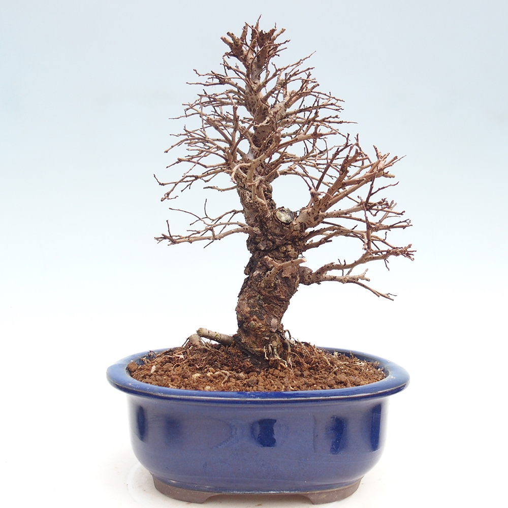 Outdoor bonsai - Zelkova - Zelkova NIRE