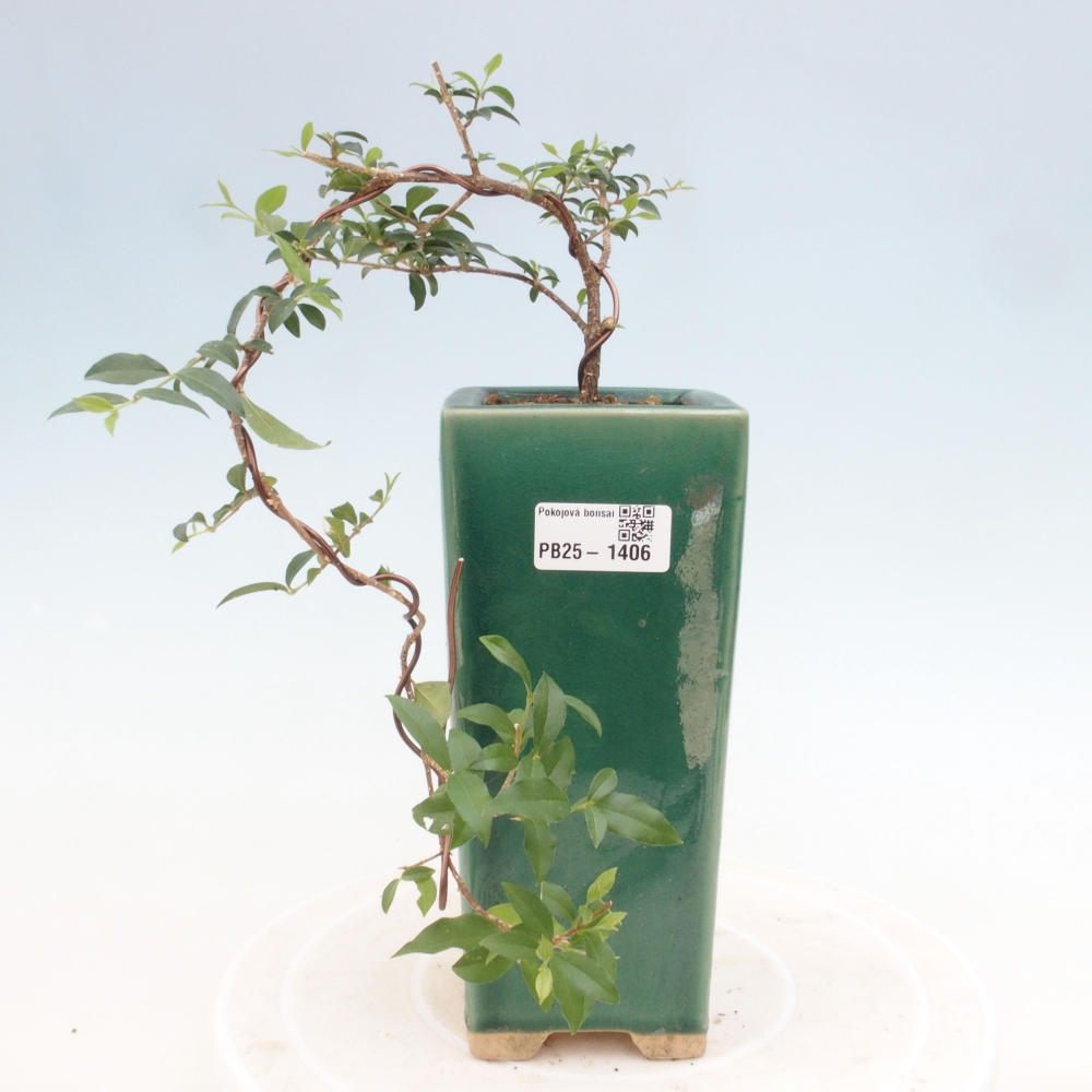 Room bonsai - Malpighia coccigera- Barbdorian cherry