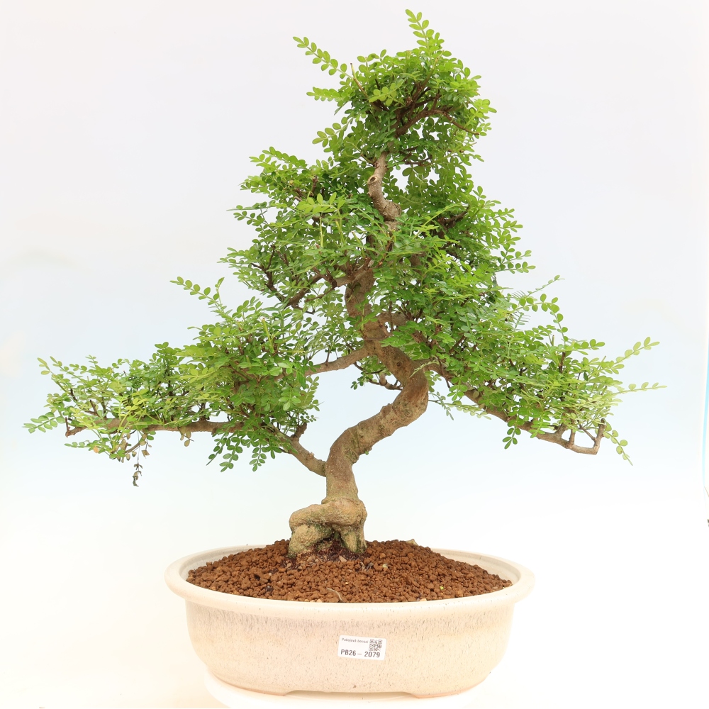Room bonsai - Zantoxylum piperitum - pepper tree