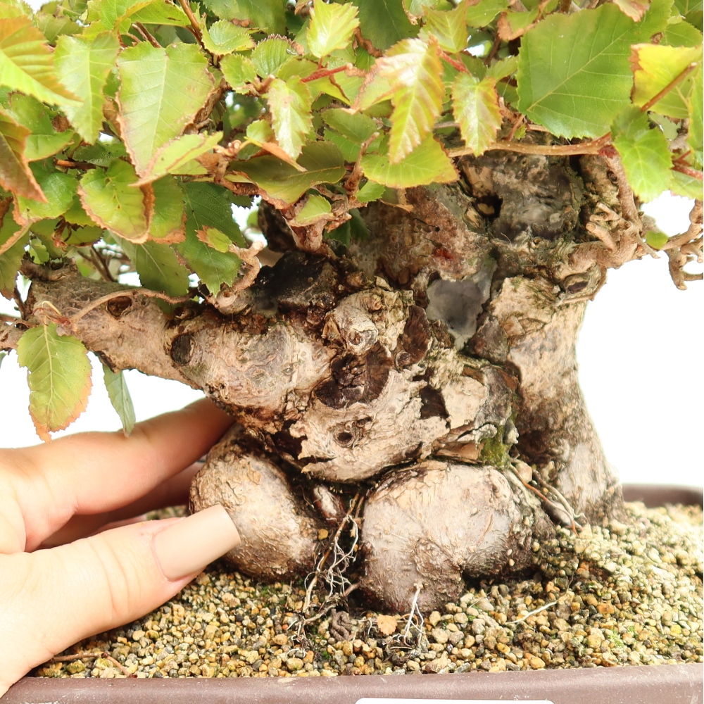 Outdoor bonsai -Carpinus CARPINOIDES - Korean Hornbeam