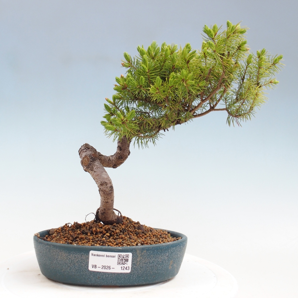 Outdoor bonsai - Spruce - Picea glauca globe