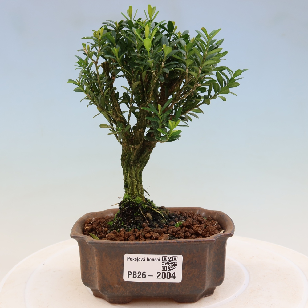 Room bonsai - Buxus harlandii - cork buxus
