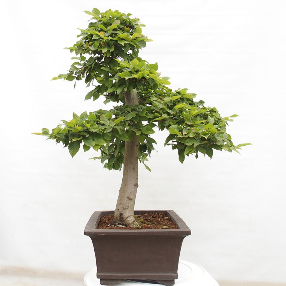 Outdoor bonsai - Hornbeam - Carpinus betulus