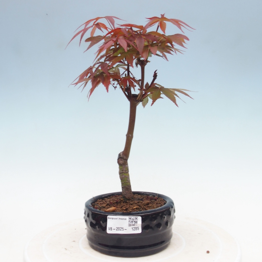 Outdoor bonsai - Acer palm. Atropurpureum-Palmleaf Maple
