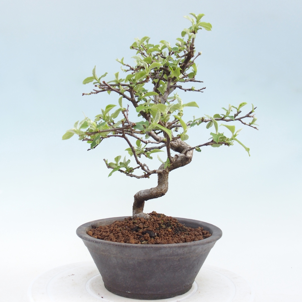 Outdoor bonsai - Chaneomeles chinensis