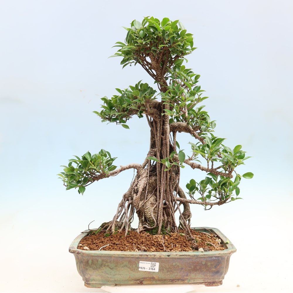 Room bonsai - Ficus kimmen - small-leaved ficus