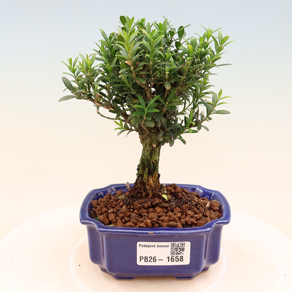 Room bonsai - Buxus harlandii - cork buxus