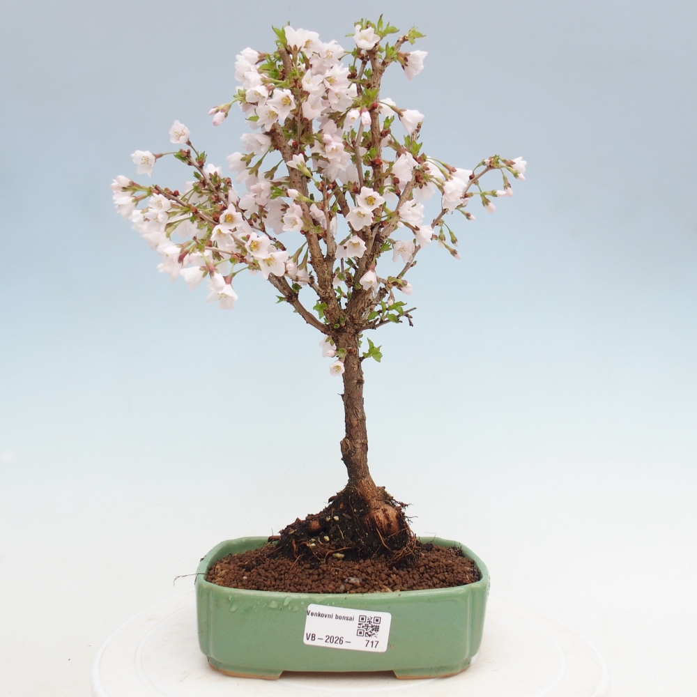 Outdoor bonsai - Prunus incisa Kojou-no mai-Plivon cut out