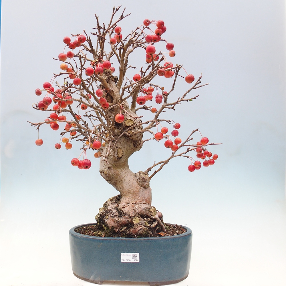 Outdoor bonsai - Malus halliana - Small-fruited apple tree