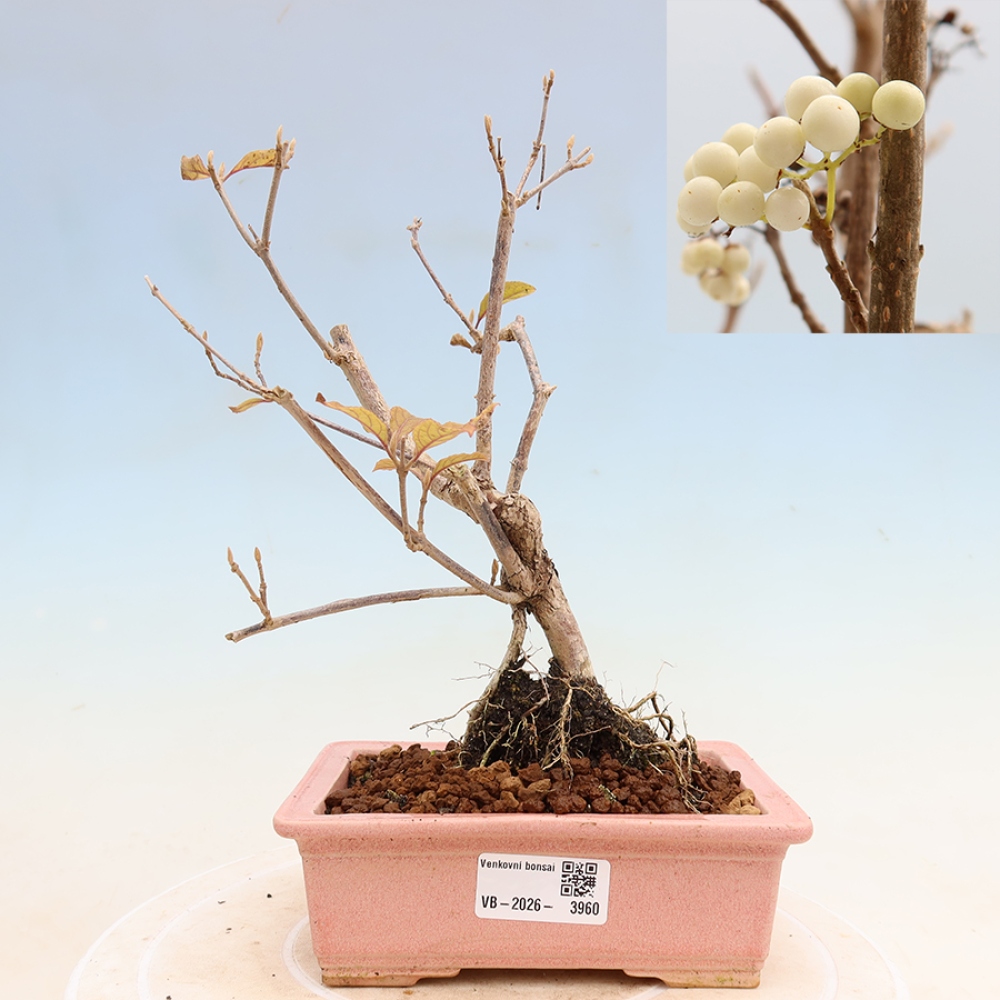 Outdoor Bonsai - Callicarpa bodinieri 'Snowqueen' - Snowberry