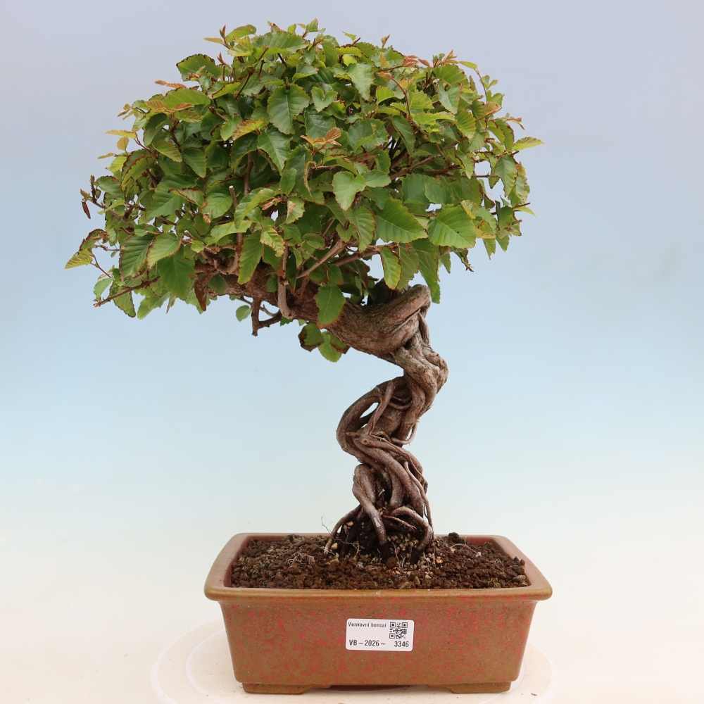 Outdoor bonsai -Carpinus coreana - Korean Hornbeam