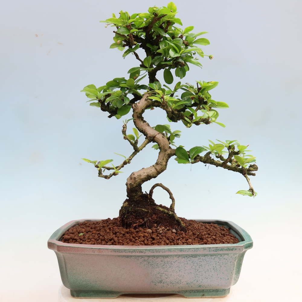 Room bonsai - Carmona macrophylla - Tea fuki