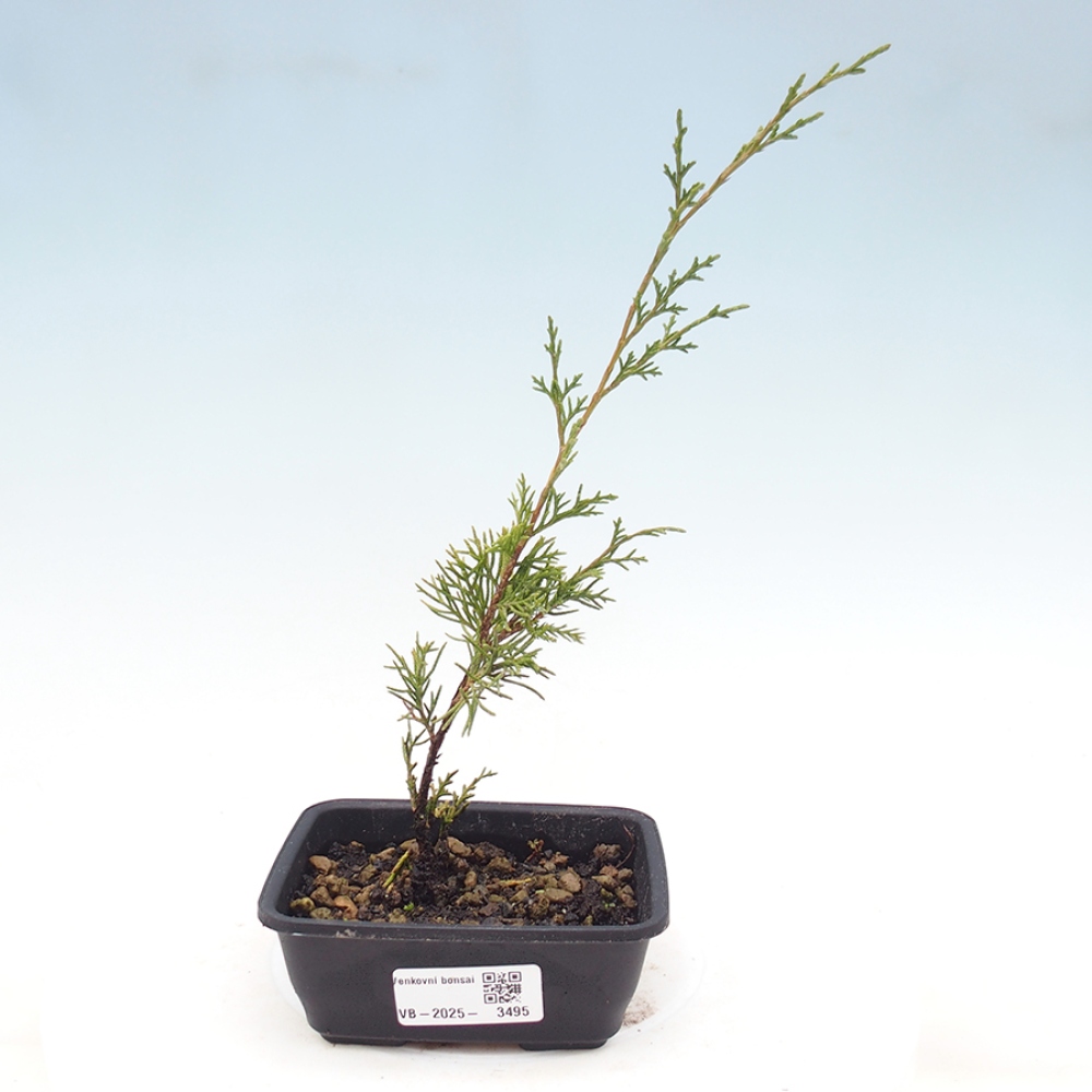 Outdoor bonsai - Juniperus chinensis Itoigawa