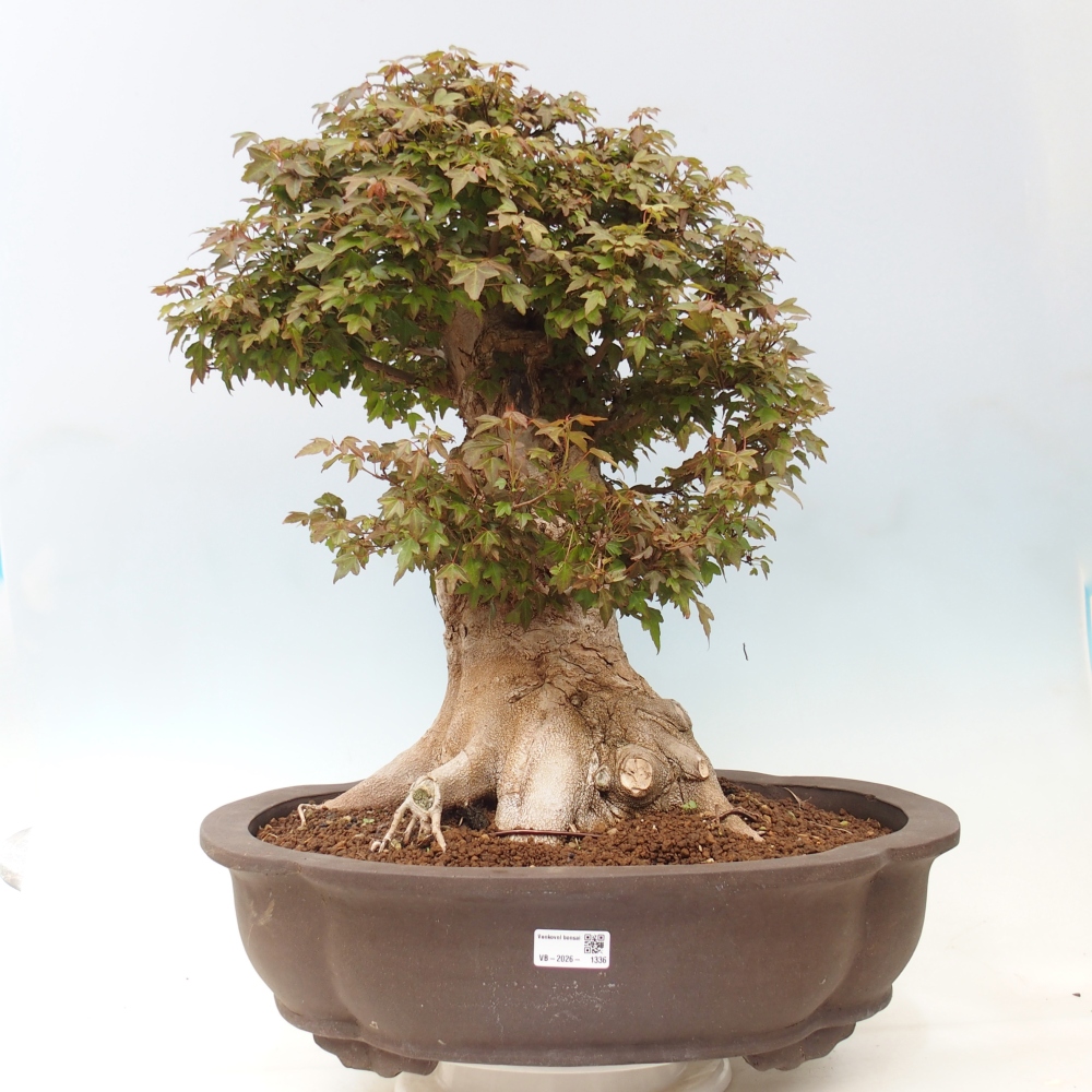 Outdoor bonsai - Acer Buergerianum - Burger Maple