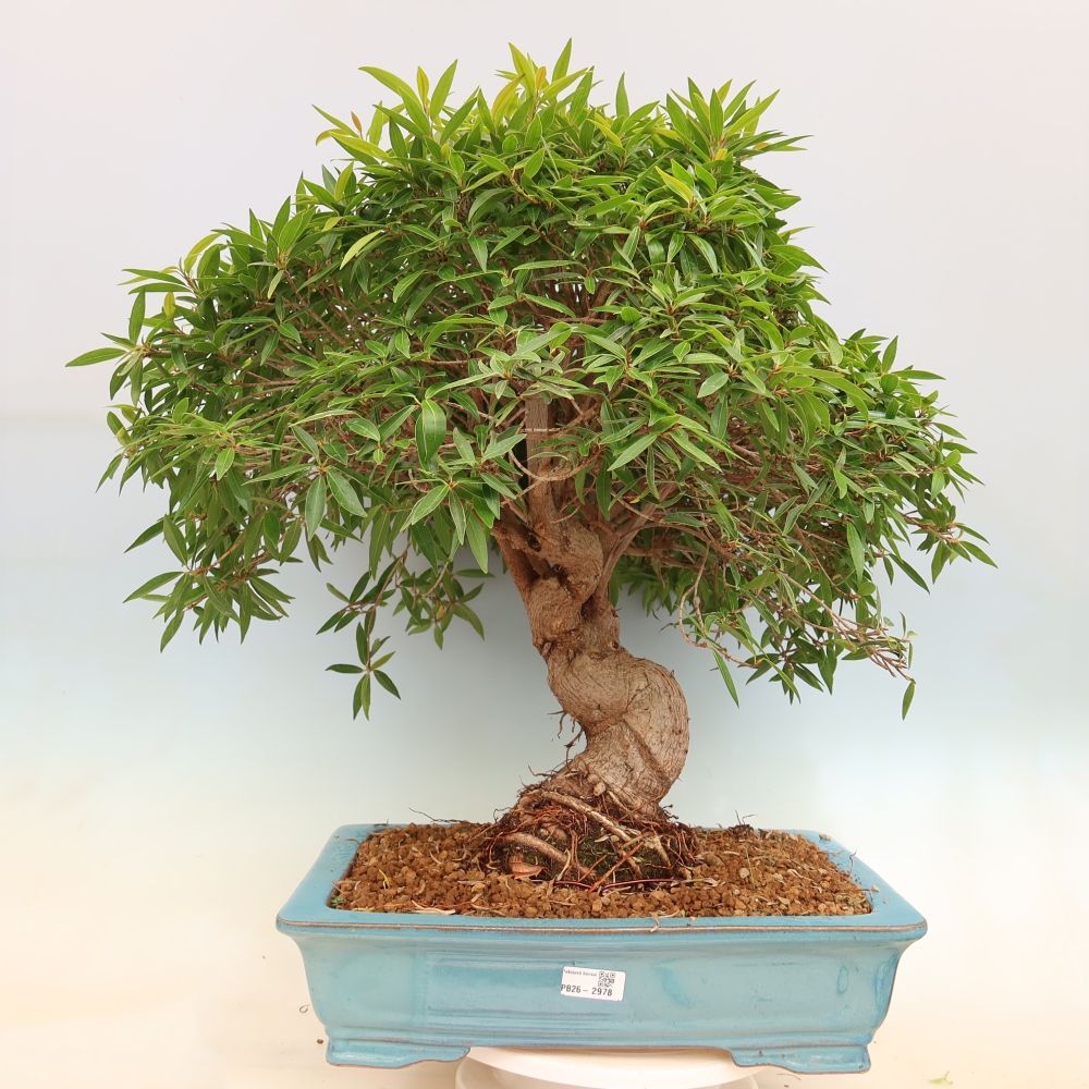 Room bonsai - Ficus nerifolia - small-leaved ficus