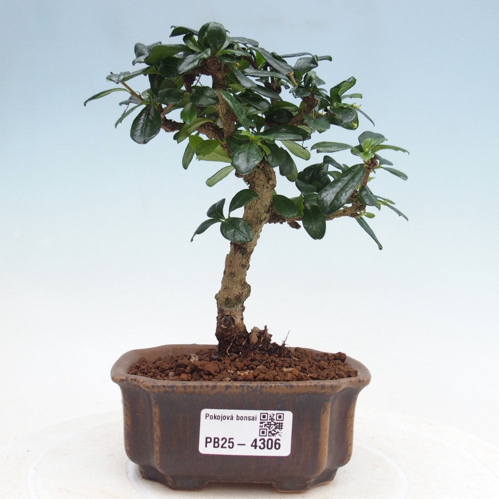 Room bonsai - Carmona macrophylla - Tea fuki