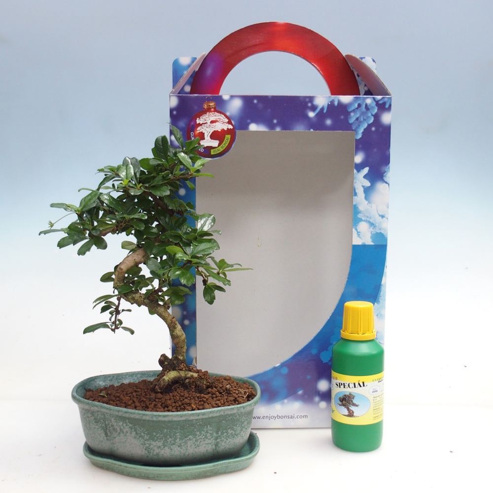 Room bonsai in gift box Carmona microphylla - Tea fuki