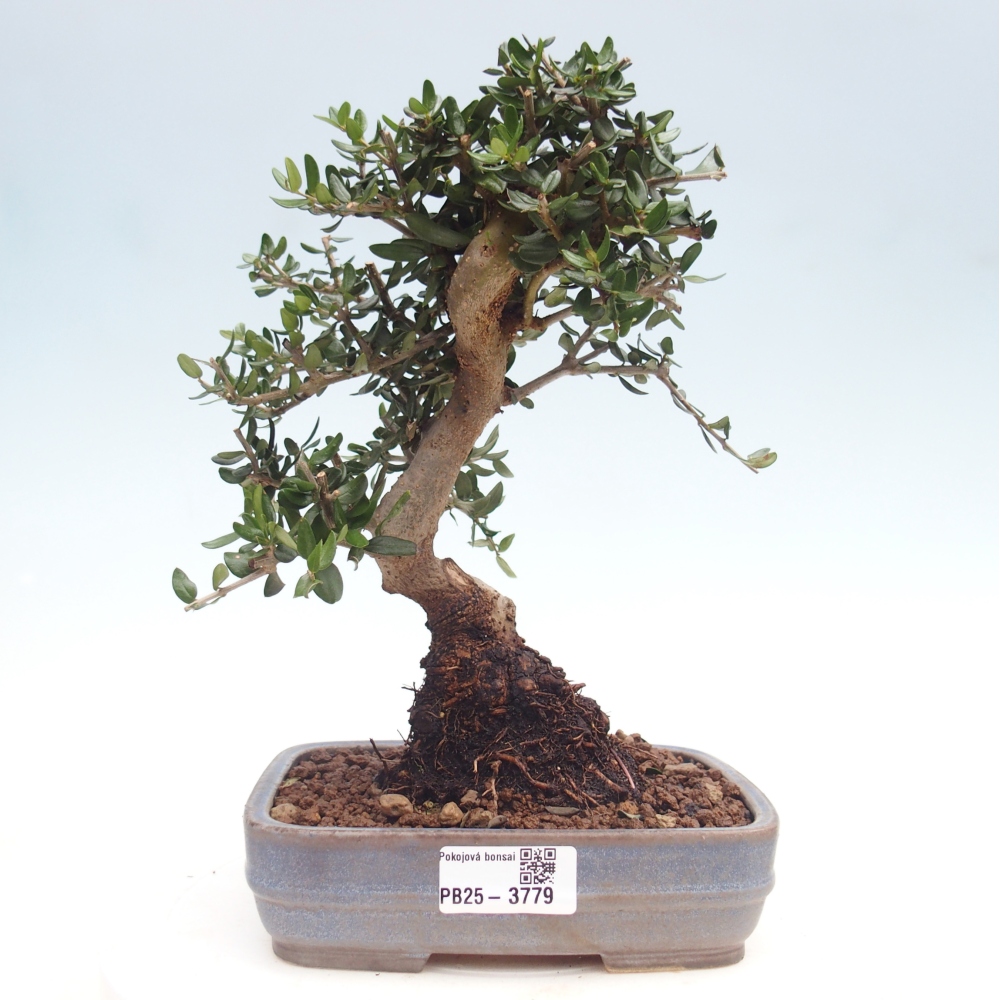 Indoor bonsai - Olea europaea sylvestris
